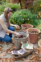 Planting flower bulbs in pots 