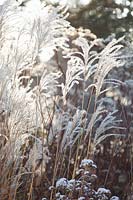 Chinese silver grass, Miscanthus sinensis Graziella 