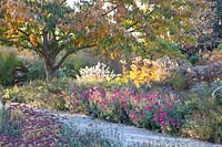 Garden in autumn, Dendranthema grandiflora Oury, Sedum telephium Autumn joy 