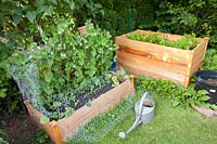 Raised beds with herbs and vegetables, Pisum sativum 