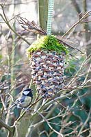 Feeding cone with great tit 