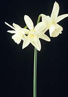 Portrait of Angel's Tears Daffodil, Narcissus triandrus Thalia 