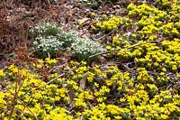 Combination of winter aconites and snowdrops, Eranthus hyemalis, Galanthus nivalis 