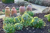 Everlasting cabbage in winter, Brassica oleracea 