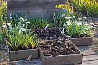 Boxes with bulbous plants, Galanthus plicatus Dionysus, Crocus Pickwick, Anemone blanda 