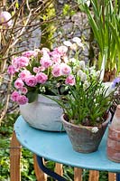 Old cooking pot with primroses, Primula 