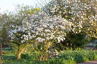 Star magnolia, Magnolia stellata 