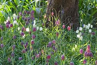 Meadow with lapwing flowers, Fritillaria meleagris 