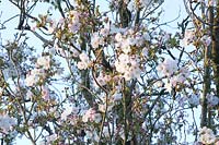 Columnar cherry, Prunus serrulata Amanogawa 