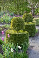 Topiary for boxwood, Buxus 