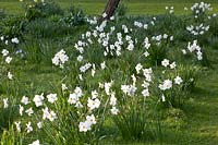Meadow with poet's daffodils, Narcissus poeticus 