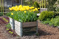 Tulips in a raised bed made of construction planks, Tulipa Golden Apeldoorn 