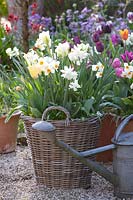 Bulb plants in a basket, Narcissus triandrus Thalia, Narcissus tazetta Geranium, Tulipa Spring Green, Tulipa Ronaldo, Tulipa Passionale 