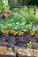 Herbs, radishes, lettuce and marigolds in raised beds, Allium schoenoprasum, Raphanus sativus, Lactuca sativa, Tagetes 