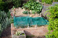 Raised bed with strawberries and hay mulch, Fragaria 