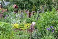 Rural garden with perennials and herbs, Origanum vulgare Aureum 
