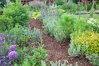 Country Garden, Erysimum Bowles Mauve, Allium Globemaster, Foeniculum vulgare, Lychnis coronaria, Nepeta 