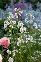 White flowering Jacob's ladder, Polemonium caeruleum Album 