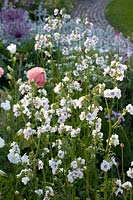 White flowering Jacob's ladder, Polemonium caeruleum Album 