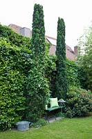 Hedge with yew columns, Taxus 