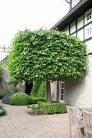 Box-shaped lime tree, Tilia cordata 