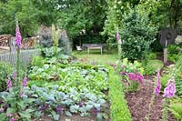 Vegetable garden with kohlrabi, chard, radishes, lettuce, Brassica oleracea, Beta vulgaris, Raphanus sativus, Lactuca sativa 