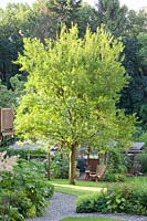 Plum tree in the garden, Prunus domestica 