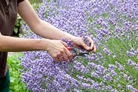 Cutting lavender, Lavandula angustifolia Melissa Lilac 