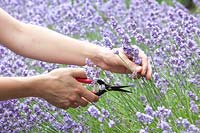 Cutting lavender, Lavandula angustifolia Melissa Lilac 