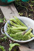 Kitchen sieve with broad beans and savory, Vicia faba, Satureja hortensis 