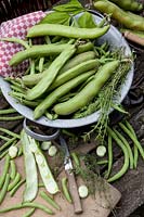 Kitchen sieve with bush beans, broad beans and savory, Vicia faba, Phaseolus vulgaris, Satureja hortensis 