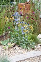 Gravel garden, Eryngium zabelii Big Blue, Achillea Terracotta, Cirsium rivulare Trevor's Blue Wonder 