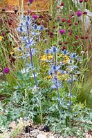 Edeldistel, Eryngium zabelii Big Blue, Dianthus, Cirsium rivulare Trevor's Blue Wonder 