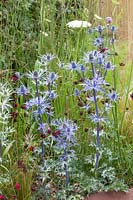 Noble thistle, Eryngium zabelii Big Blue, Dianthus 