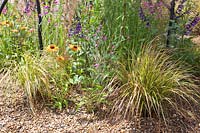 Gravel garden, Anemanthele lessoniana, Echinacea purpurea 