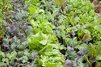 Bed with cabbage, chard and lettuce, Brassica oleracea Red Russian, Beta vulgaris, Lactuca sativa 