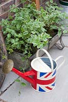 Watering can and small periwinkle in pot, Vinca minor 