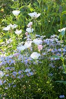 Aster and evening primrose, Kalimeris incisa Blue Star, Oenothera Siskiyou Pink 