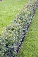 Yew hedge, Taxus 