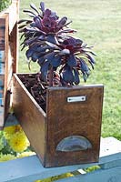 Old card box planted with Aeonium 