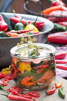 Pickled peppers and hot peppers, Capsicum annuum 