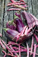 Eggplant and runner beans, Solanum melongea Listada di Gandia, Phaseolus vulgaris Borlotti Lingua di Fuoco 