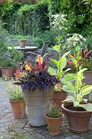 Pots with annuals and chard, Nicotiana sylvestris, Beta vulgaris Bright Lights, Ipomea batatas Blacky 