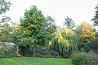 Salix alba Tristis, Liquidambar styraciflua Lane Roberts 