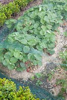 Strawberries with straw mulch and bird protection net, Fragaria 
