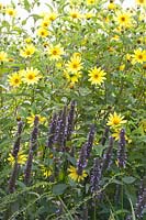 Perennial sunflower and scented nettle, Helianthus microcephalus Lemon Queen, Agastache rugosa Black Adder 