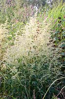 Artemisia lactiflora Ivory 