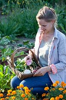 Harvesting beetroot, Beta vulgaris Chioggia 