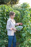 Woman harvesting runner beans, Phaseolus vulgaris 