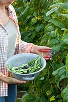 Harvesting runner beans, Phaseolus vulgaris 